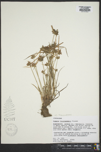 Cyperus louisianensis image