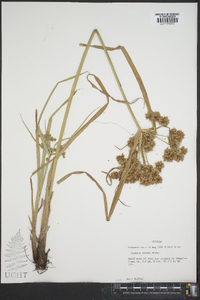 Cyperus virens image