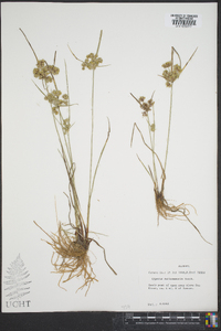 Cyperus surinamensis image