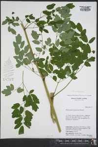 Thalictrum amphibolum image