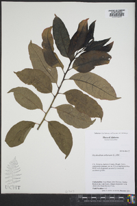 Oxydendrum arboreum image