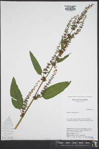 Rumex obtusifolius image