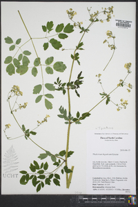 Thalictrum pubescens image