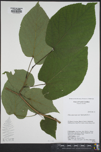 Tilia americana var. heterophylla image