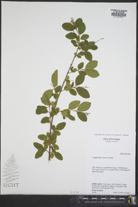 Ligustrum sinense image