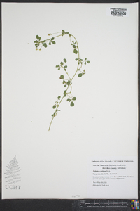 Trifolium dubium image