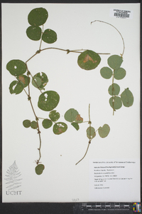 Desmodium rotundifolium image