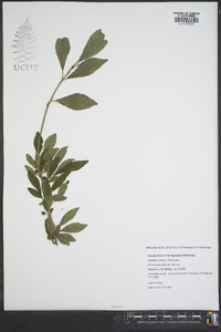 Ilex decidua var. decidua image