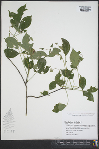 Staphylea trifolia image