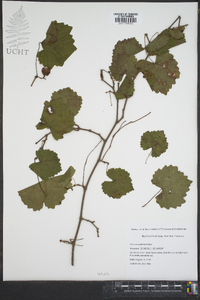 Vitis rotundifolia image