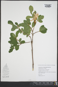 Rhododendron arborescens image