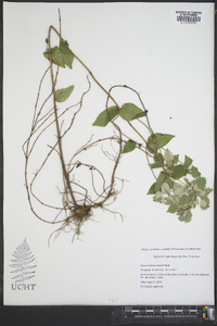 Collinsonia canadensis image