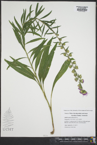 Liatris squarrosa image