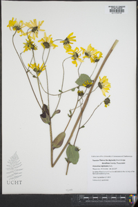 Helianthus silphioides image