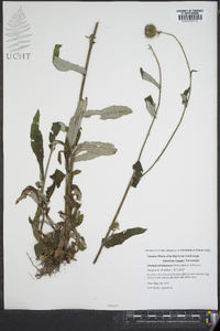 Cirsium carolinianum image