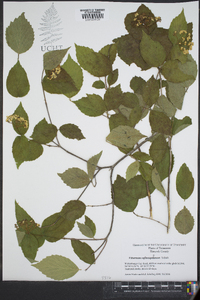 Viburnum rafinesqueanum image