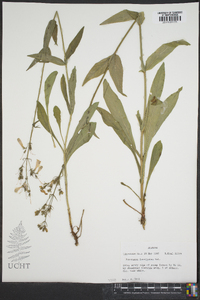 Penstemon laevigatus image