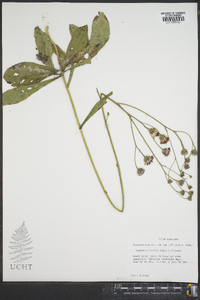 Vernonia acaulis image