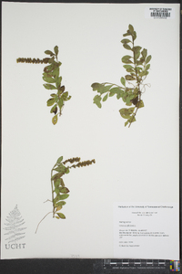 Veronica officinalis image