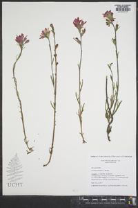 Castilleja coccinea image