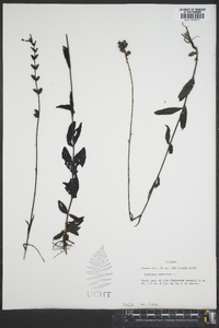 Buchnera americana image