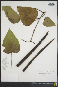 Catalpa bignonioides image