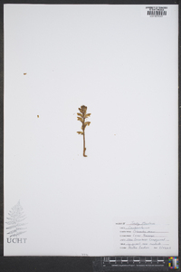 Orobanche minor image