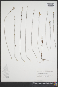 Utricularia juncea image