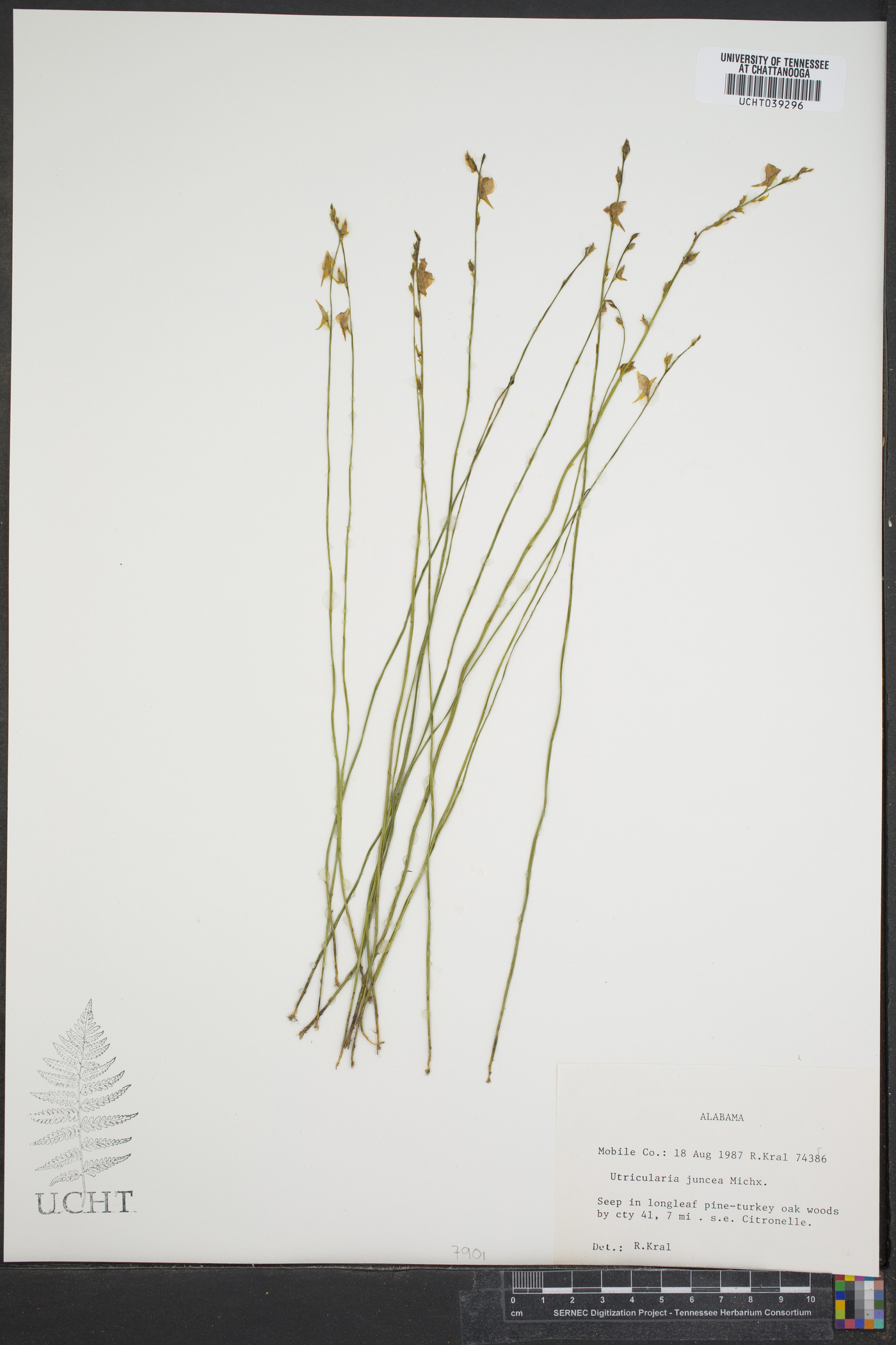 Utricularia juncea image