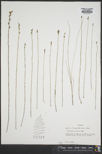 Utricularia juncea image