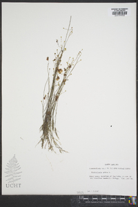 Utricularia gibba image