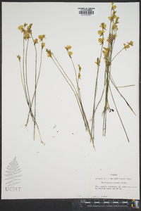 Utricularia cornuta image