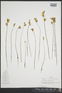 Utricularia cornuta image