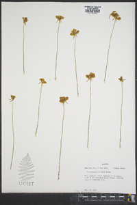 Utricularia cornuta image