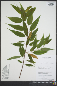 Prunus pensylvanica image