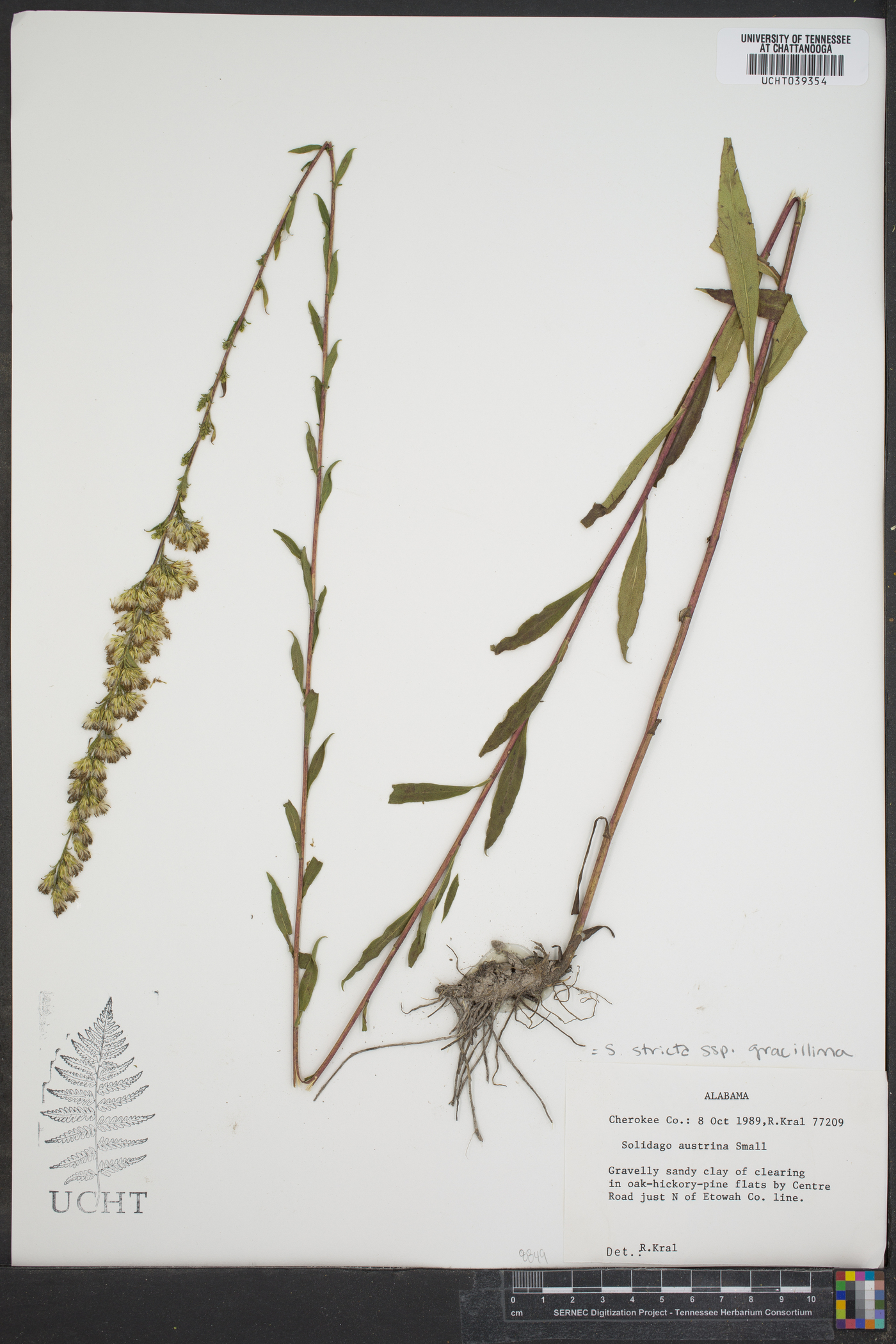 Solidago austrina image