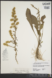 Solidago sphacelata image