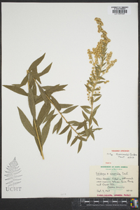 Solidago x asperula image