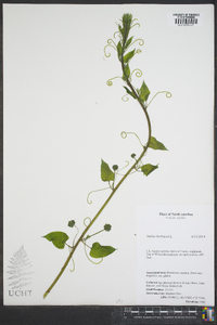 Smilax herbacea image