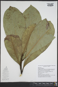 Magnolia grandiflora image