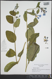 Mertensia virginica image