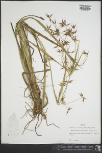 Rhynchospora corniculata image