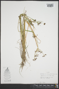 Rhynchospora nitens image