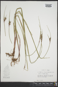Scleria oligantha image