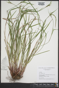 Scleria oligantha image