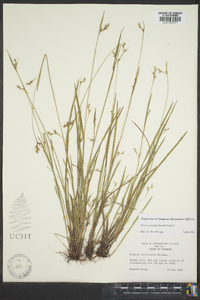 Scleria reticularis image