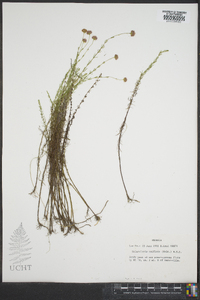 Sclerolepis uniflora image