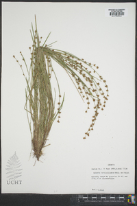 Scleria verticillata image