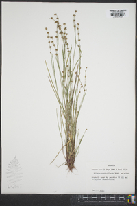 Scleria verticillata image