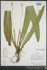 Carex fraseriana image